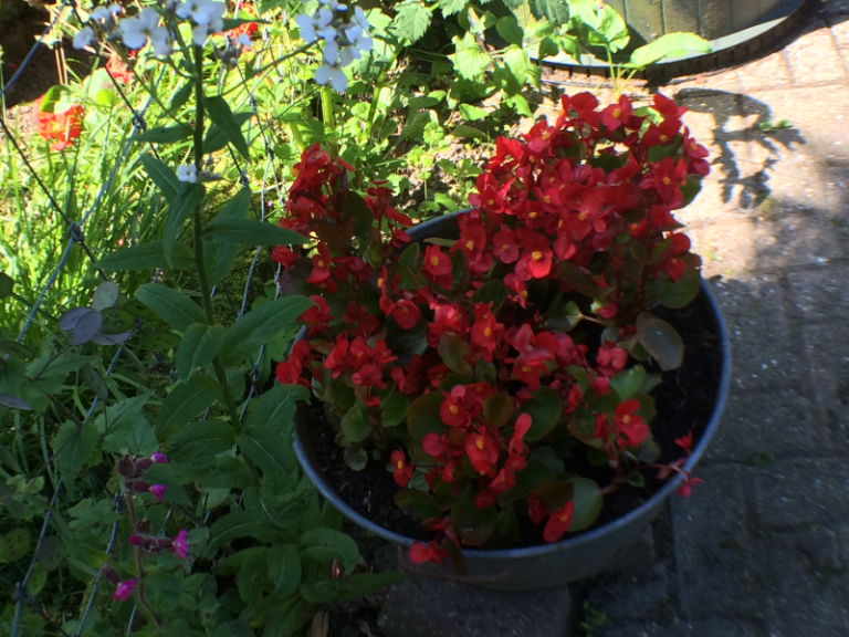 Carrousel Camping 2016_06_07_IMG_8993_800x600